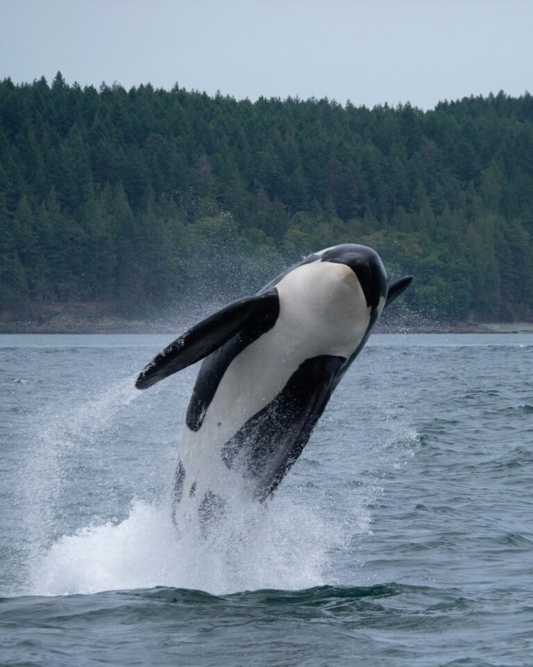 Pacific Northwest Killer Whales are at Risk