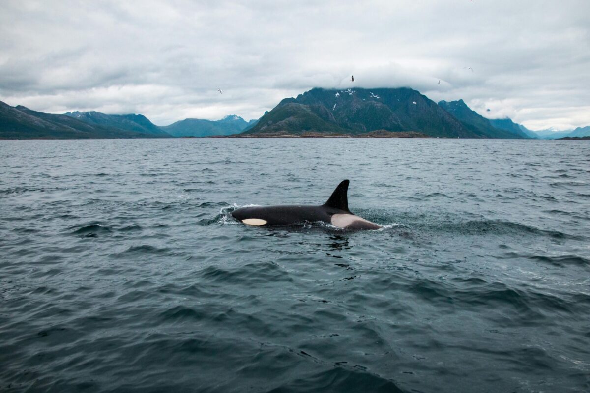 Pacific Northwest Killer Whales are at Risk